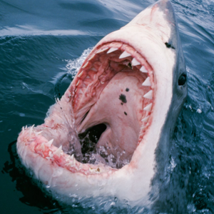 Team Page: Tax Attack